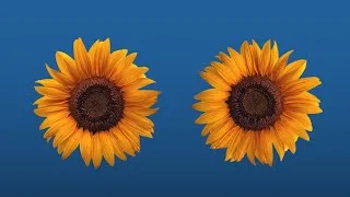 Thumbnail: Listening to the Calendar Girls Soundtrack be like