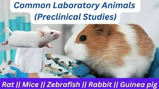 Thumbnail: Common Laboratory Animals #preclinical #medicine