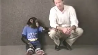 Thumbnail: Dailies Bugle Boy Man & Chimp AND Surf Detergent Hot Day 2 hrs 4 min 48 sec Dailies  Red Car Red Car