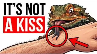 Thumbnail: Your Bearded Dragon Licks You? This Is What It REALLY Means (You’ll Be Surprised)