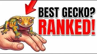 Thumbnail: The Only Gecko Ranking You Need (Beginner To Expert)