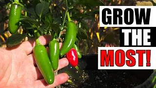 Thumbnail: 3 Ways To Get More Jalapenos - Garden Quickie Episode 298