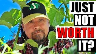 Thumbnail: 5 Disadvantages Of Long Crops
