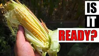 Thumbnail: 3 Ways To Tell If Your Corn Is Ready - Garden Quickie Episode 297