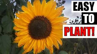 Thumbnail: Fast Guide To Planting Sunflowers - Garden Quickie Episode 296