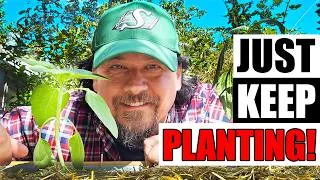 Thumbnail: Mid Season Replant - 5 Essential Tips