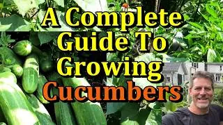 Thumbnail: How to Perfectly Grow Cucumber Plants (Spring Through Fall)