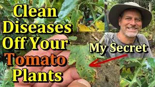 Thumbnail: How to Grow Disease Free Tomato Plants (And Save Diseased Plants))