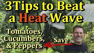 Thumbnail: 3 Tips to Save Your Garden From A Heat Wave (Tomatoes, Cucumbers, Peppers)