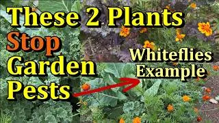 Thumbnail: Reduce Whitefly & Garden Pest Damage With These Plants (Marigolds & Dill)