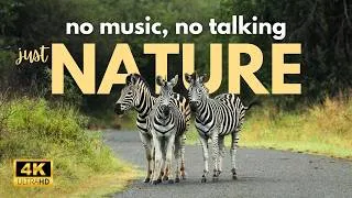Thumbnail: Safari Meditation - Mkuze Game Reserve, South Africa