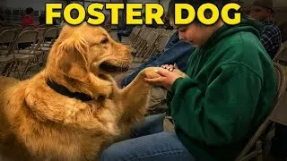 Thumbnail: When Dogs Choose Their Humans — Adoption Stories