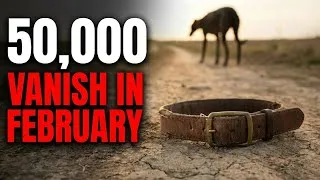 Thumbnail: Why 50,000 Dogs Vanish in February - End of the Hunting Season