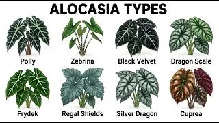 Thumbnail: Every Alocasia Plant Explained In 10 Minutes