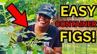 Thumbnail: They Said You CAN'T Grow Figs Like This (So I Am) | This Fig Tree Proves Them All Wrong!