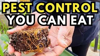 Thumbnail: The ONLY Cooking Ingredient That Also Keeps Bugs Away (And I’m Growing It)