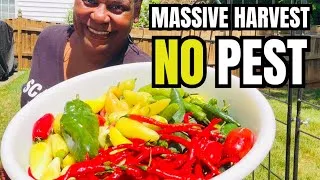 Thumbnail: The Secret to TONS of Container Peppers (Zero Pests!)