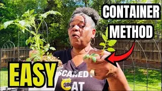 Thumbnail: The Secret to Massive Container Tomato Harvests (Step-by-Step)
