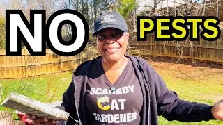 Thumbnail: Everything I’m Planting in Containers: The Bodyguards, The Hacks, & The 2026 List