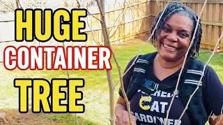 Thumbnail: How I Grow a Massive Mulberry Tree in a Tiny Container! (Pruning & Propagating)