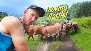 Thumbnail: Weaning out pure Cheviots and shifting cattle!