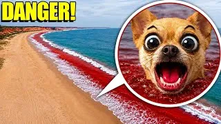 Thumbnail: IF YOU SEE THIS IN THE OCEAN… STAY AWAY! 😱 (KEEP OUT OF THE WATER!)
