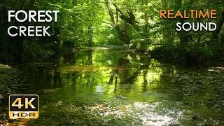 Thumbnail: Forest Creek – 9h REALTIME Birdsong & Gentle Babbling Water | No Loop Nature Sounds - 5.1 Surround