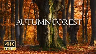 Thumbnail: 4K HDR Autumn Forest - Peaceful Fall Ambiance & Birdsong - Birds Signing in Colorful Autumn Woods  