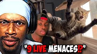 Thumbnail: Cats’ Insane Plot Armor Has To Be Studied