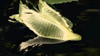 Thumbnail: Claude Debussy: Nocturne