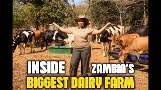 Thumbnail: How A Zambian Couple Quit Their Corporate Jobs To Build The Biggest Dairy Farm In Zambia