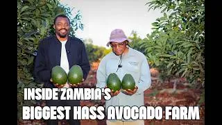 Thumbnail: How A Zambian Former UN Director Built The Biggest Generational Wealth Hass Avocado Farm In Zambia