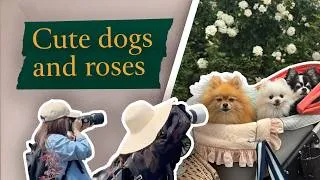 Thumbnail: Cute dogs Japan