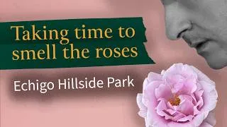 Thumbnail: Fragrant rose garden #rosegarden #garden #flowers