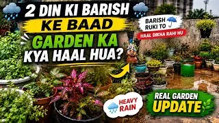 Thumbnail: 2 Din Ki Barish Ke Baad Mere Terrace Garden Ka Kya Haal Hua? 🌧️😱