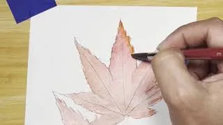 Thumbnail: Maple leaves blooming in watercolor | Lofi relaxing 🍁