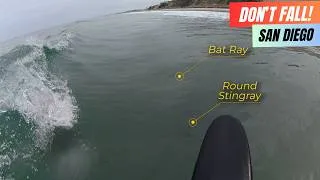 Thumbnail: Surfing Over Stingrays | Del Mar Dawn Patrol
