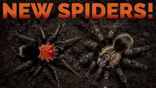 Thumbnail: New Additions! Grammostola pulchripes & Bumba horrida Rehouse!