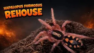 Thumbnail: Hapalopus formosus Sling Terrarium Setup! [Pumpkin Patch Tarantula]