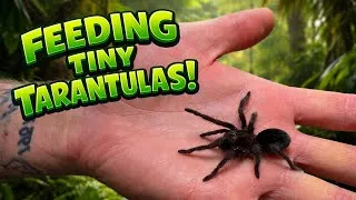 Thumbnail: Feeding ALL Our Tiny Tarantulas!