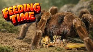 Thumbnail: Feeding Time for Our Hungry Tarantulas!