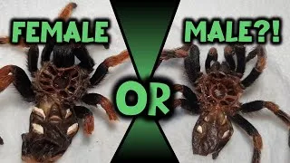 Thumbnail: How to Identify Your Tarantula’s Gender?!