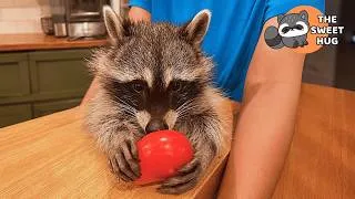 Thumbnail: We Rescued This Baby Raccoon at 5 Days Old—Look at Her Now