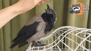 Thumbnail: I Found a Dying Crow on the Street... 8 Years Later, Look at Us