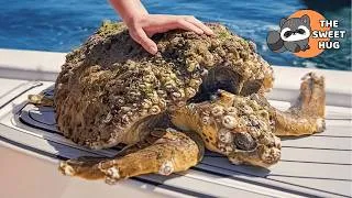 Thumbnail: This Sea Turtle Was So Covered in Barnacles, She Could Barely Swim