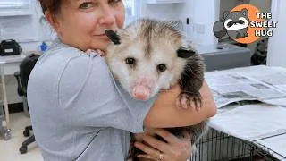 Thumbnail: This Opossum Was Never Supposed to Survive… Now He Teaches Kids About Courage