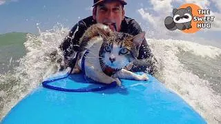 Thumbnail: This Cat Surfs, Swims... and Doesn't Act Like Any Cat