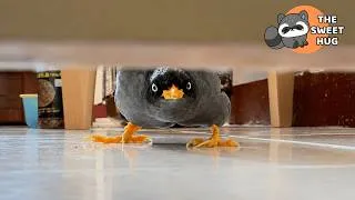 Thumbnail: Every Morning, This Bird Knocks on My Door Just to Say "Good Morning"