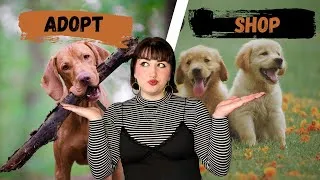 Thumbnail: Adopt vs Shop vs Breeders | The Pros and Cons