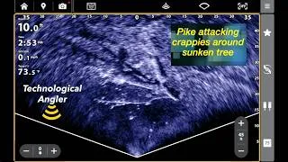 Thumbnail: Pike Attacking Crappies with Humminbird MEGA Live 2